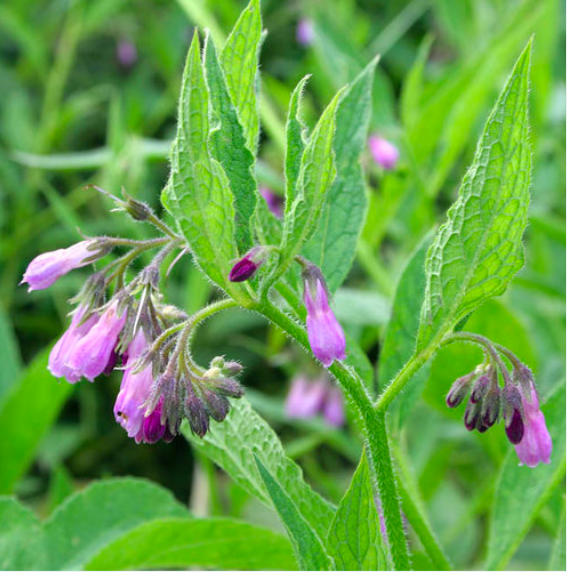 Comfrey