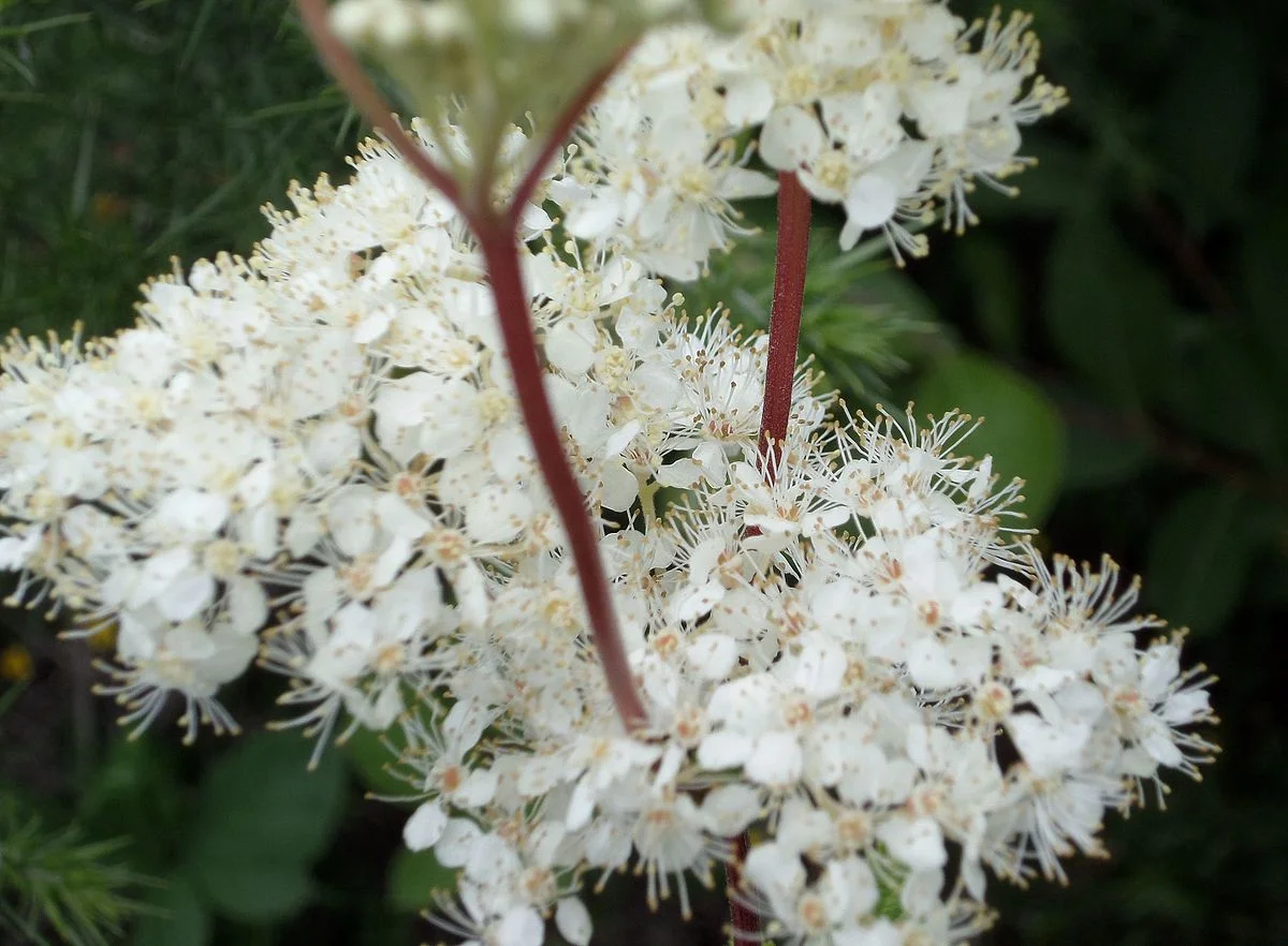 Meadowsweet