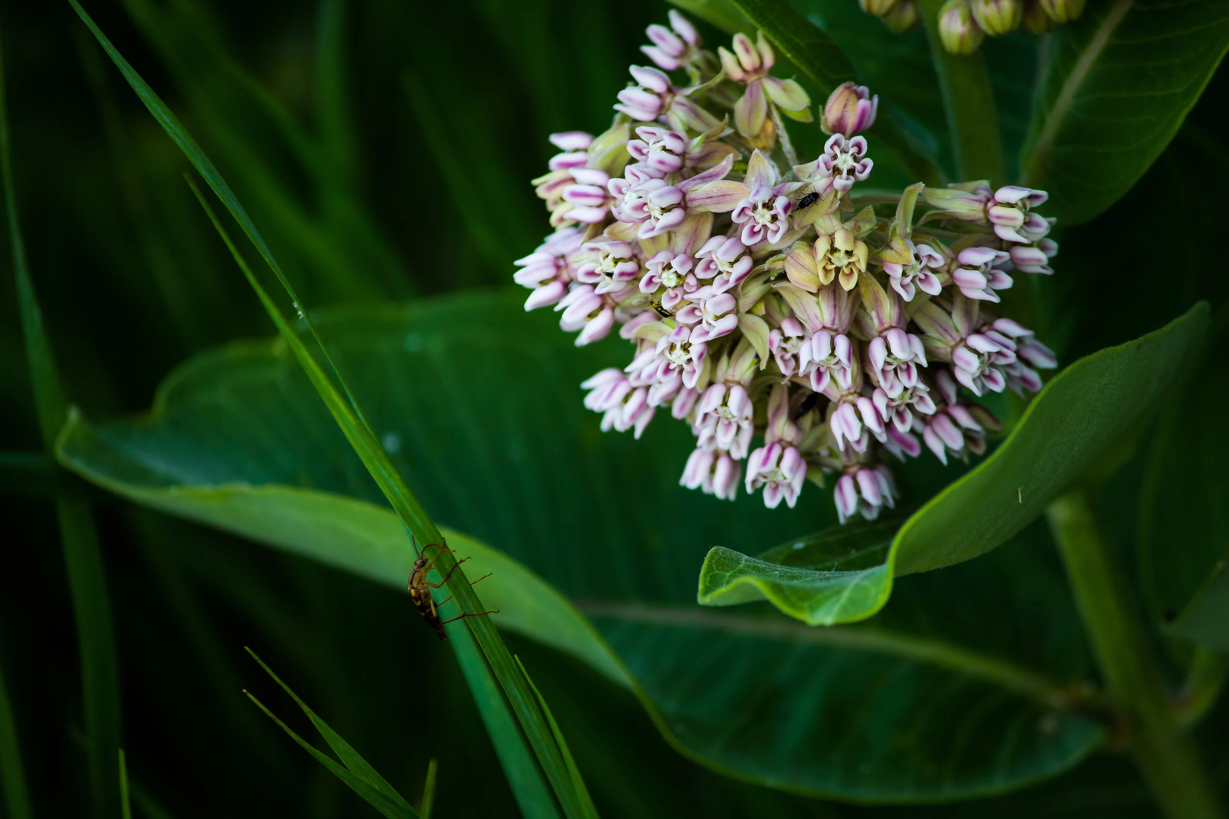 Common Milkweed