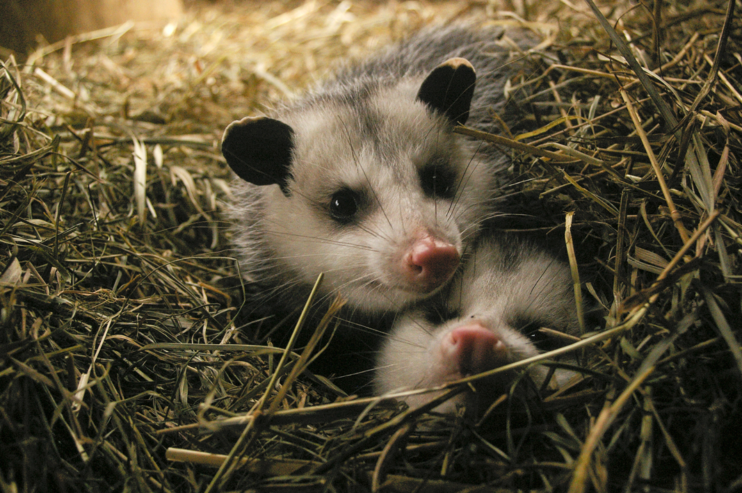 oppossum_2.jpg
