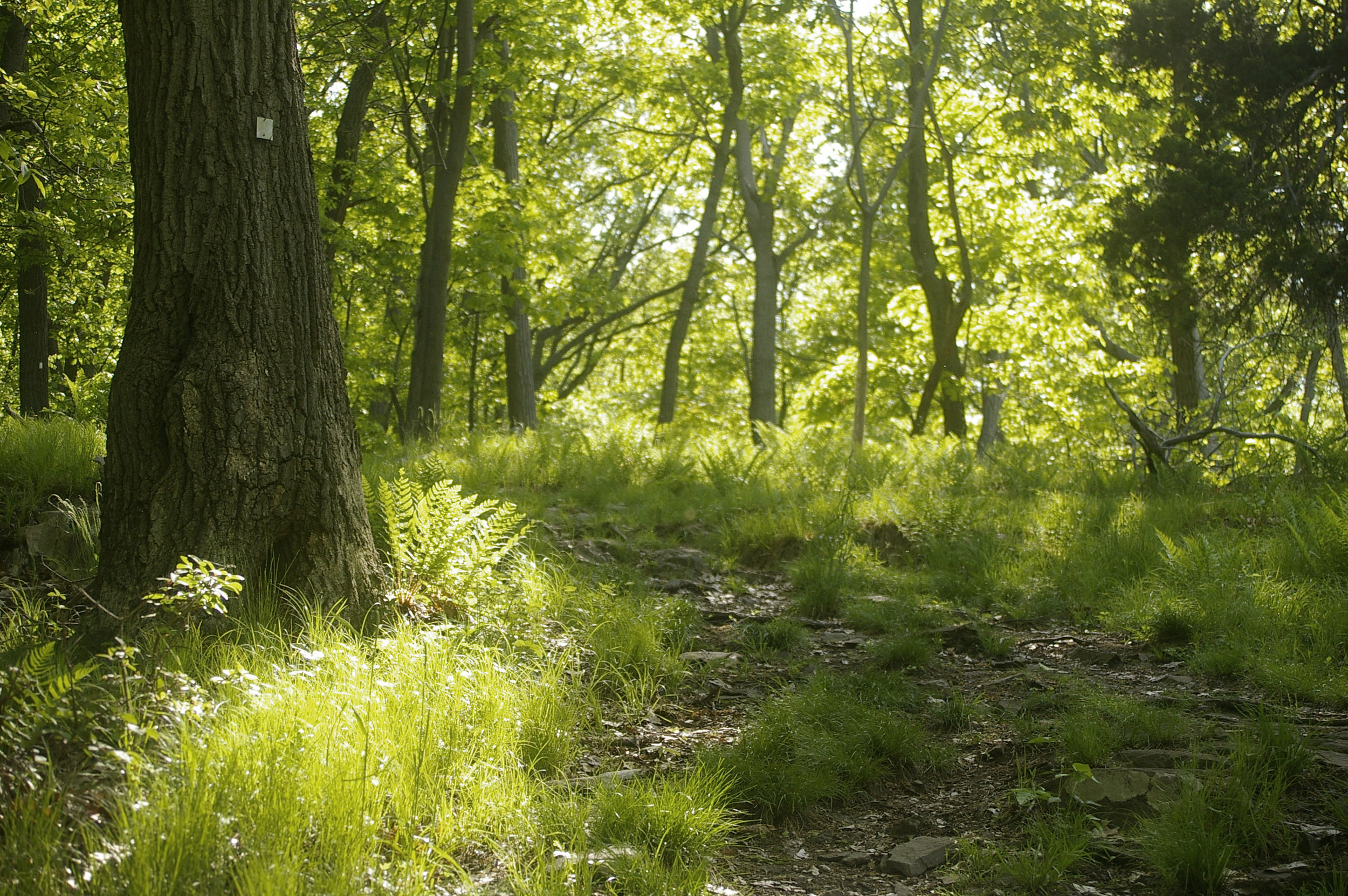 HikeSchunnemunk.jpg