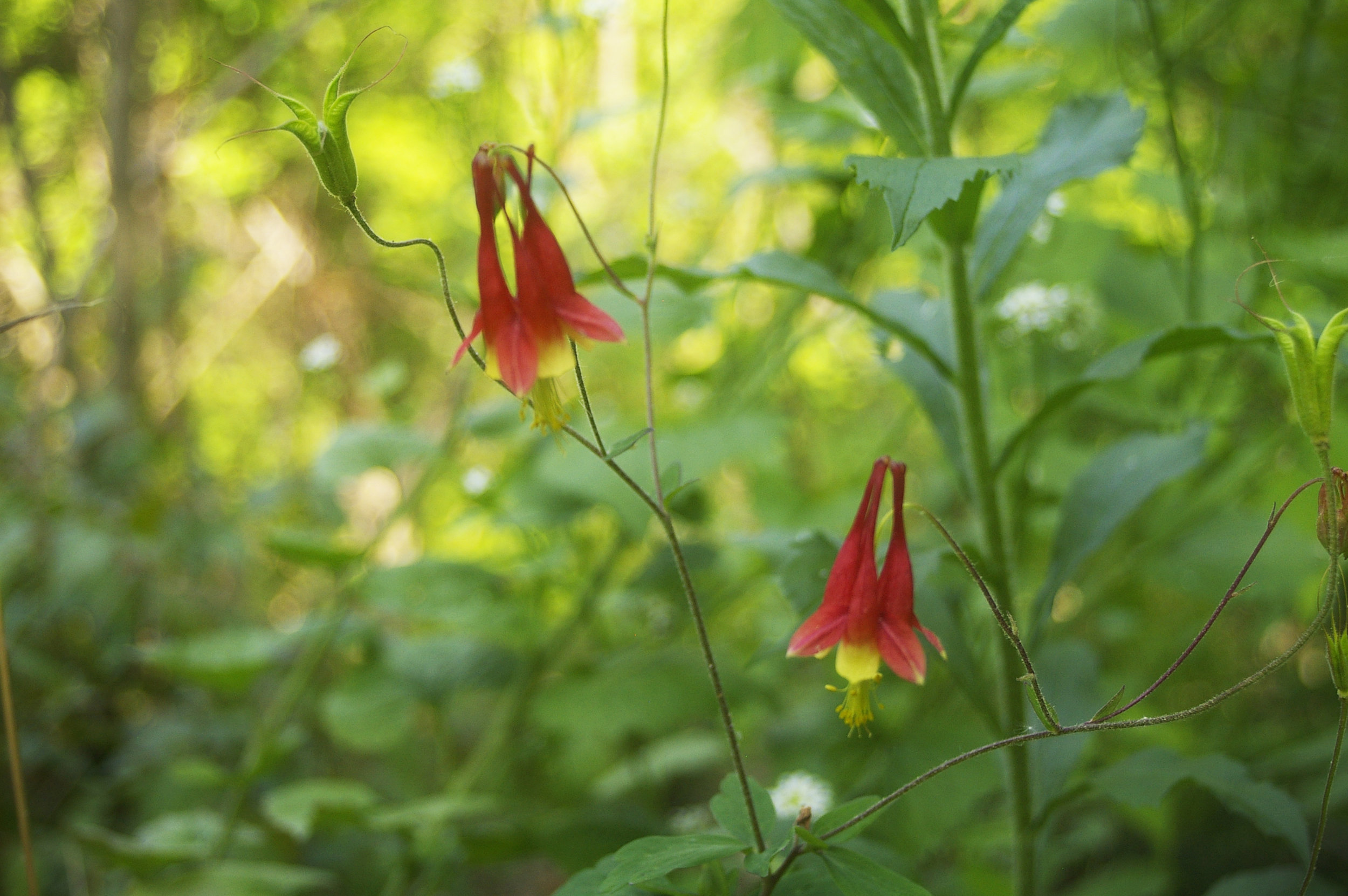 SchunnemunkWildflowers1.jpg