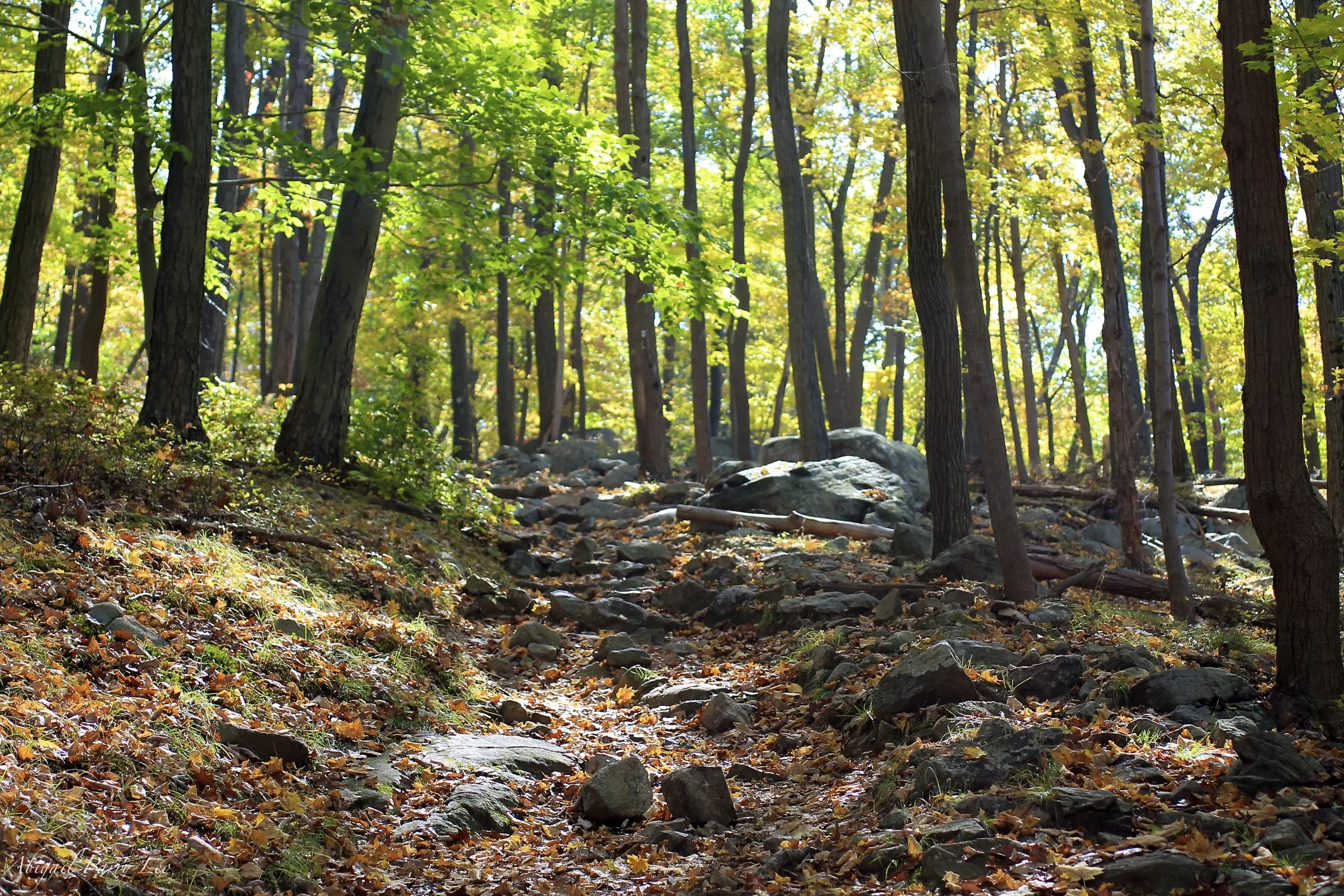 Trail.jpg
