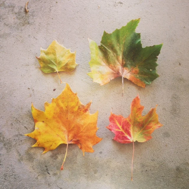 fall leaves2.jpg