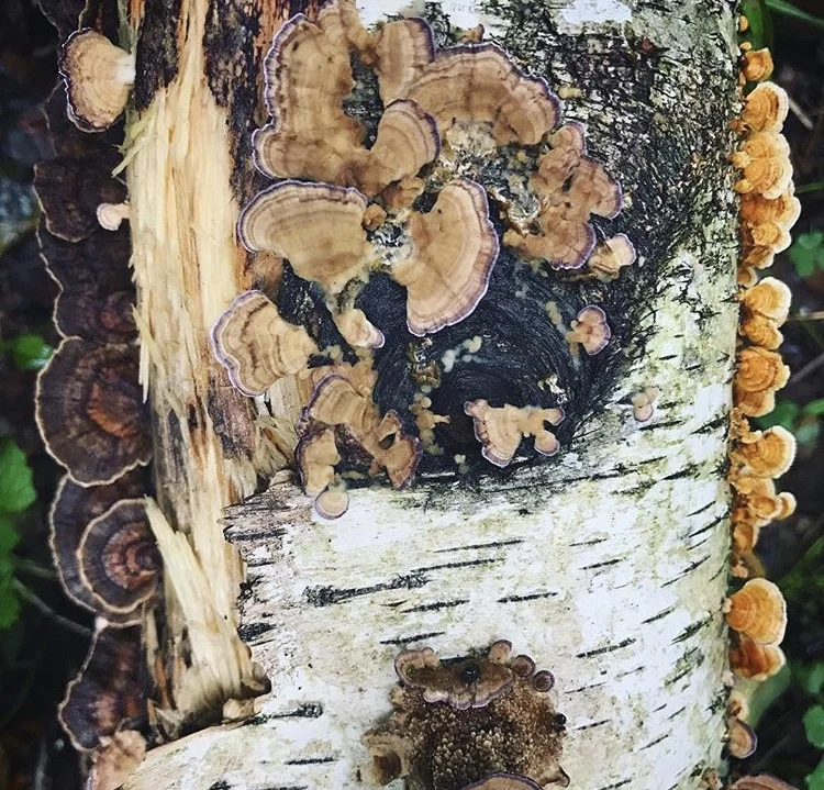 MushroomLog.jpg