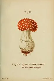 MushroomIllustration2.jpeg