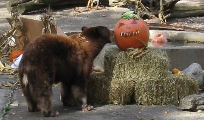 BooatZoo.jpg