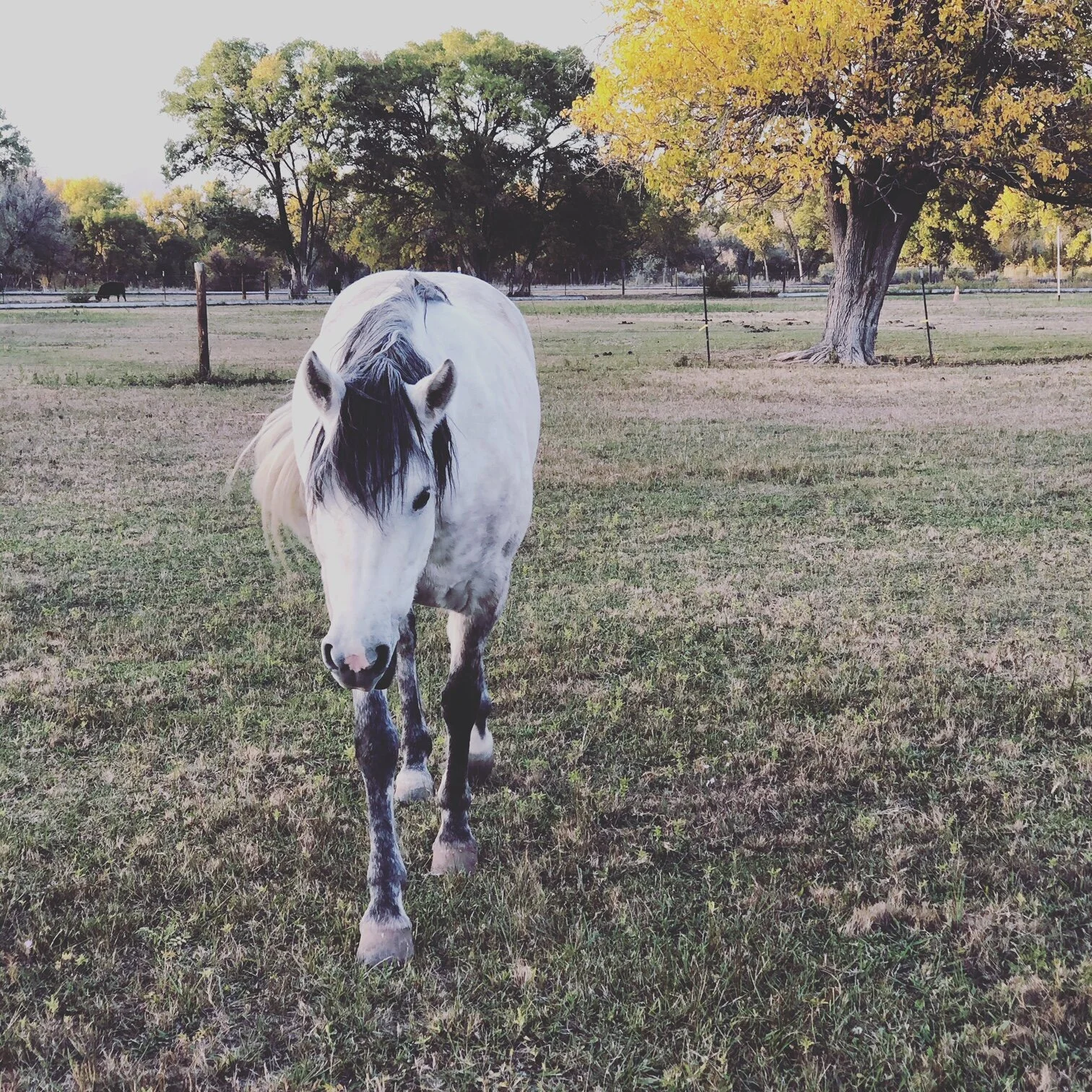 Travel Guide | Chapter Three | New Mexico