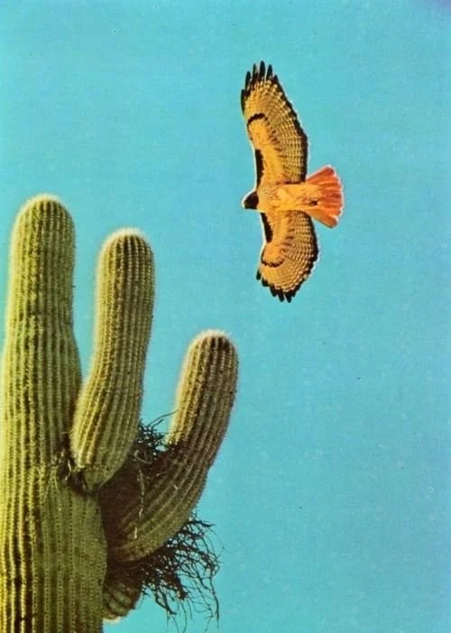 the new paradigm + bird of humanity