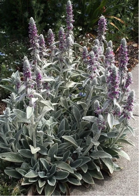 lamb's ear.jpg