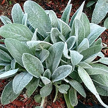 lambs ear.jpg