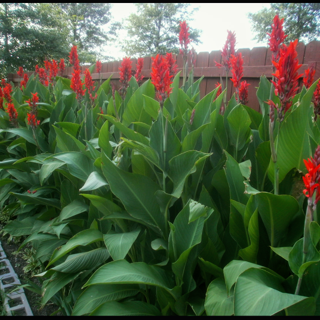 Image of Canna lily red flower