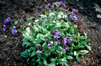 pulmonaria.jpg
