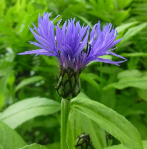 7-perennial-bachelors-button.jpg