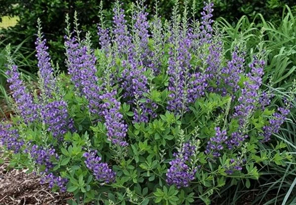 Baptisia1.jpg