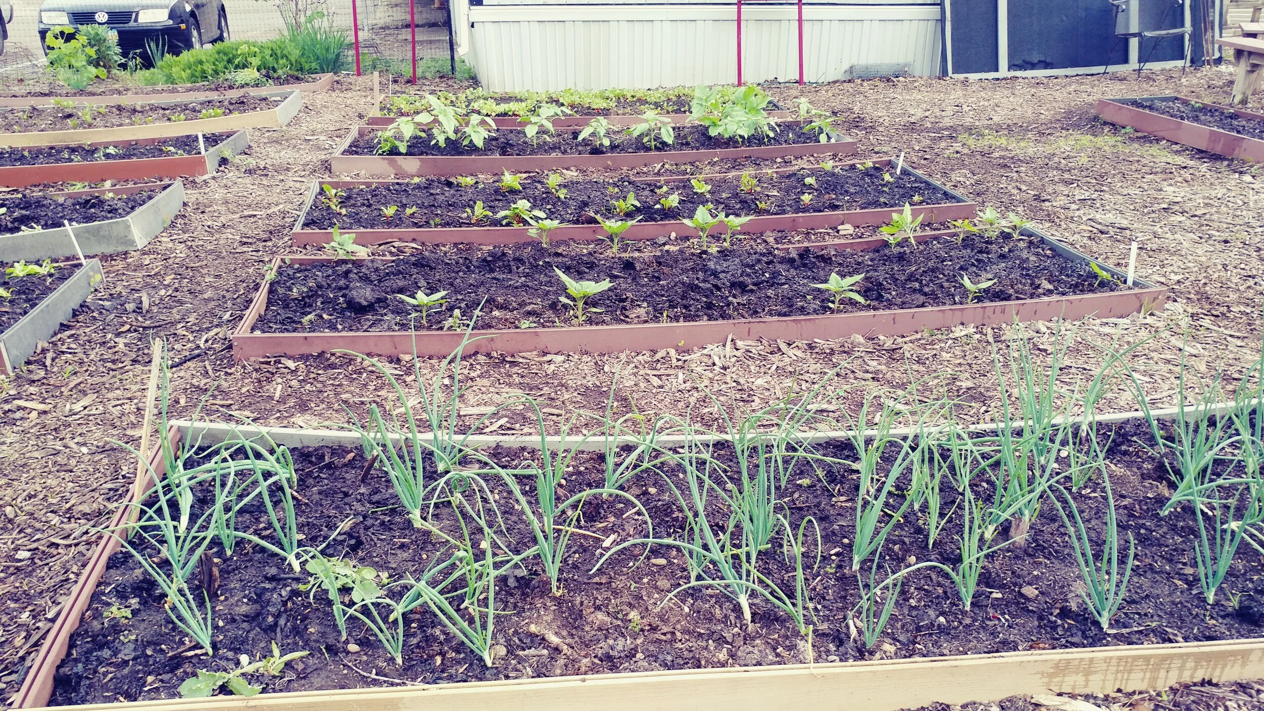 Things are sprouting.jpeg