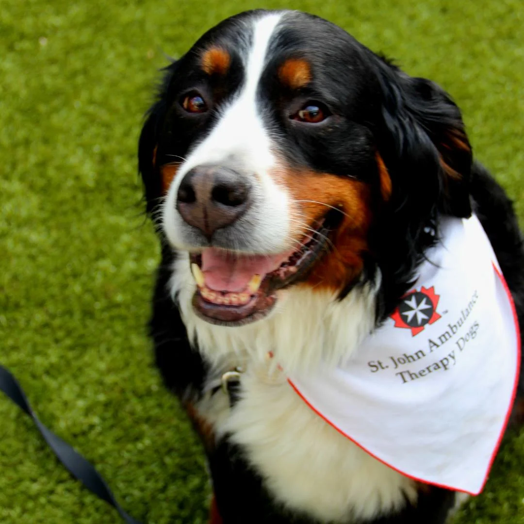 therapydog.jpg