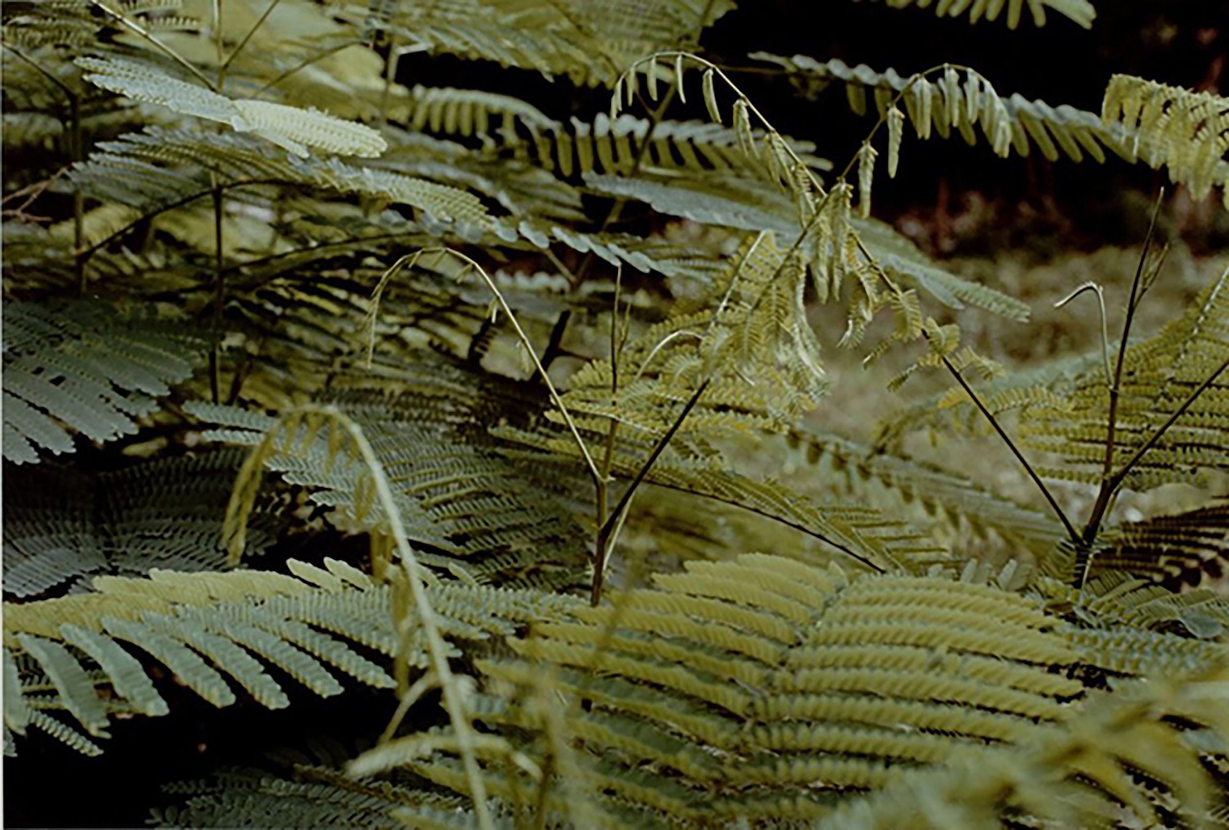 William Eggleston Botancial 1.jpg