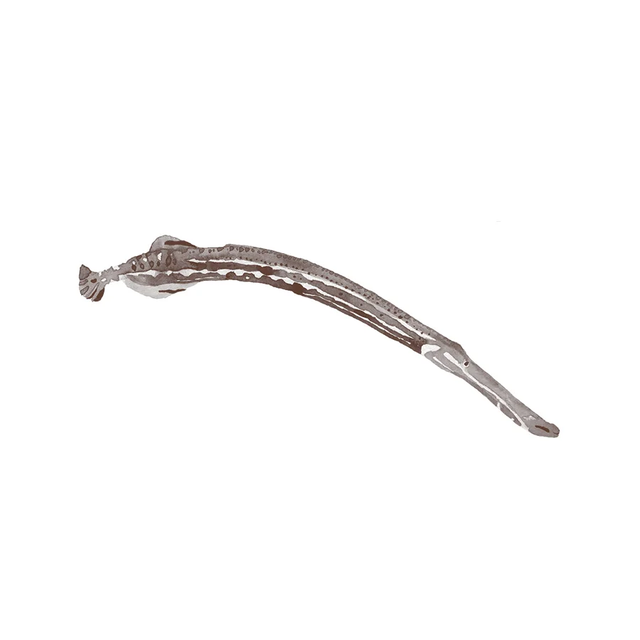 Atlantic Trumpetfish.jpg