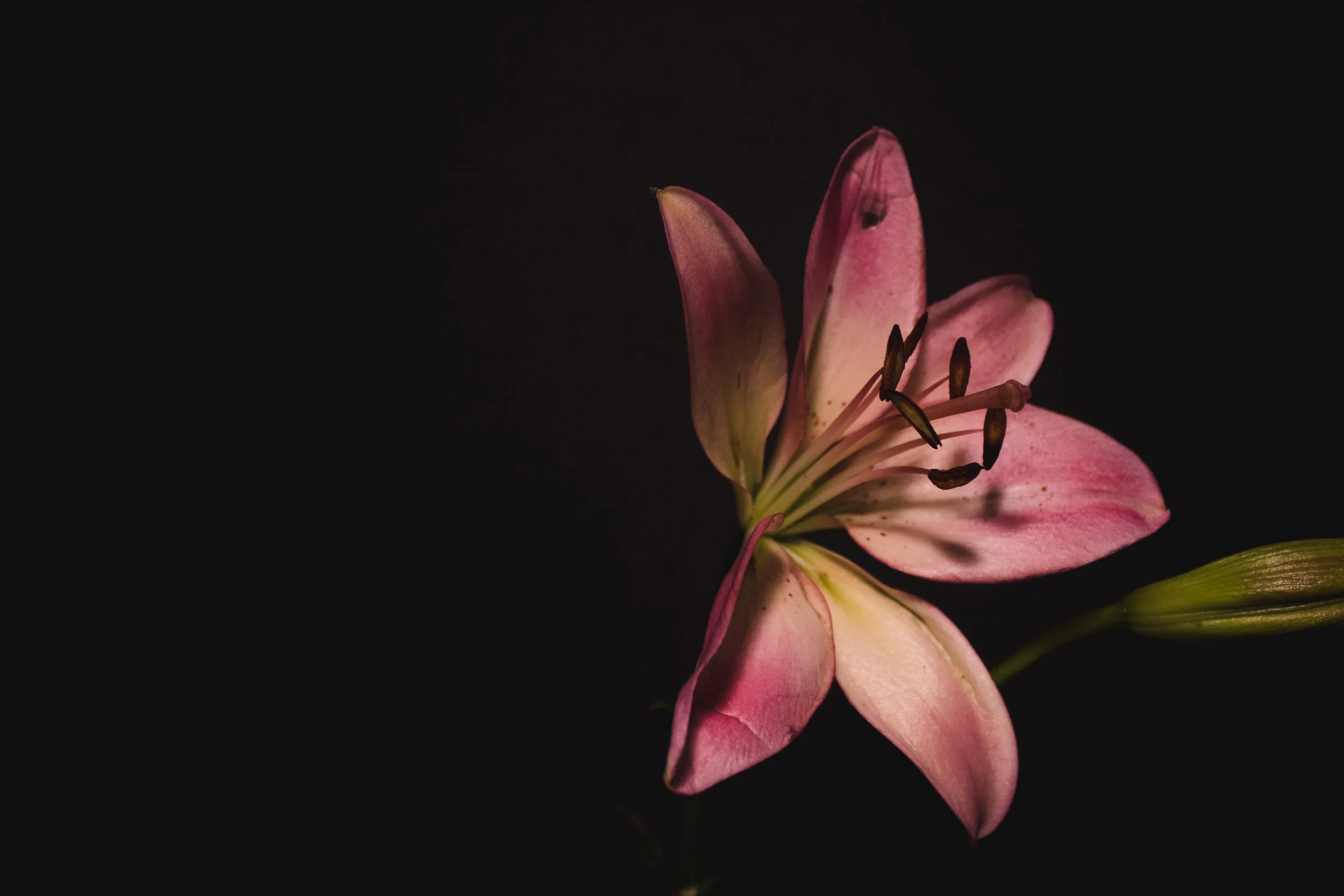 flowers-2.jpg