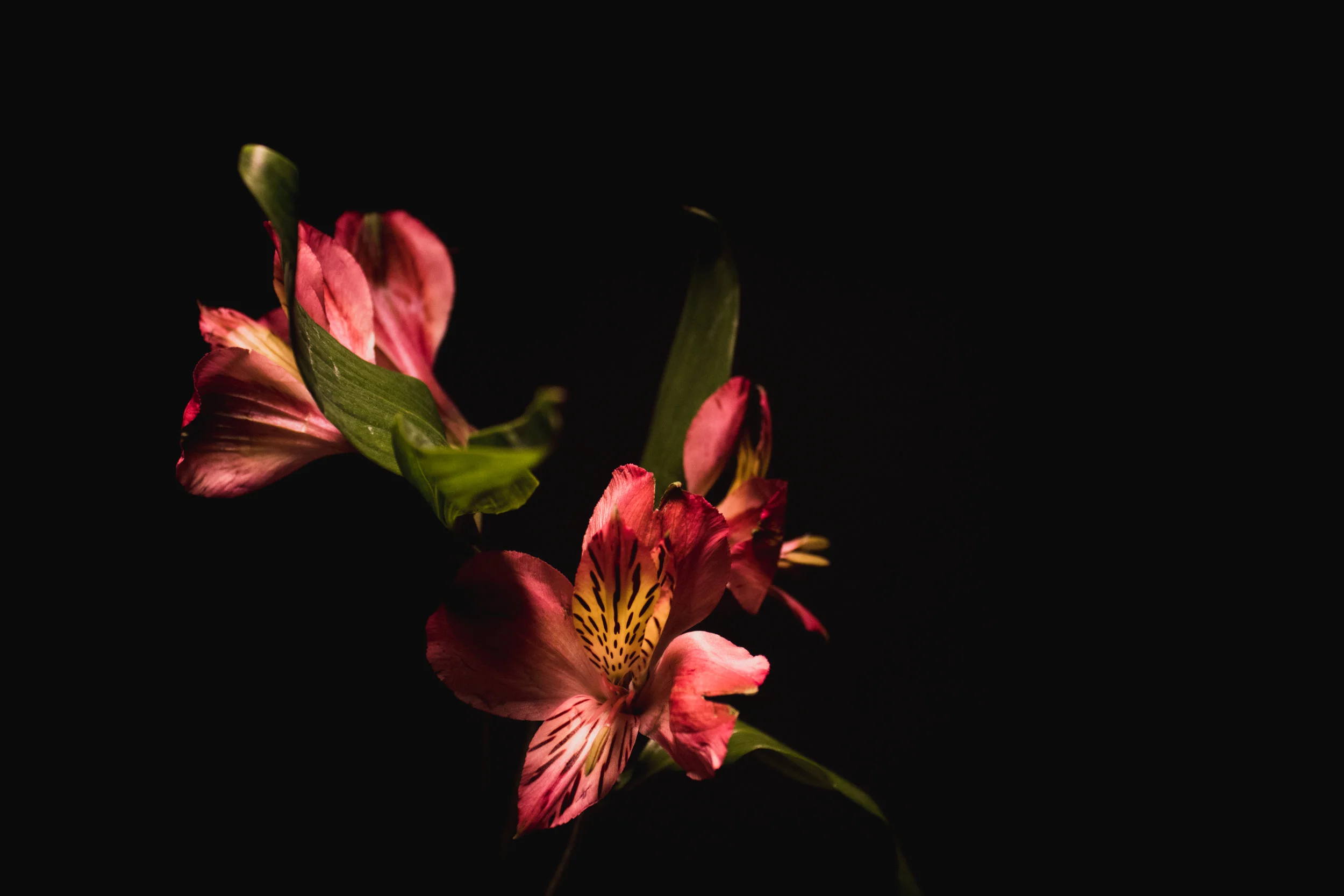 flowers-4.jpg