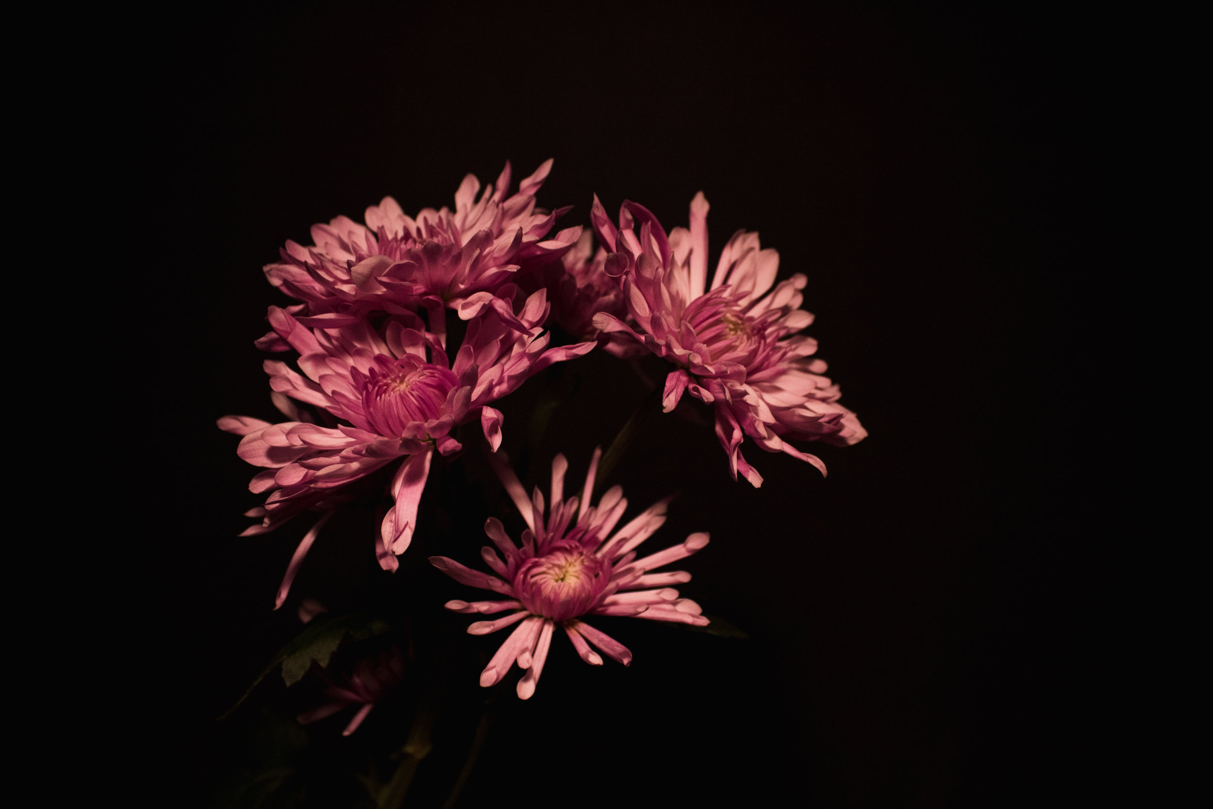 flowers-1.jpg