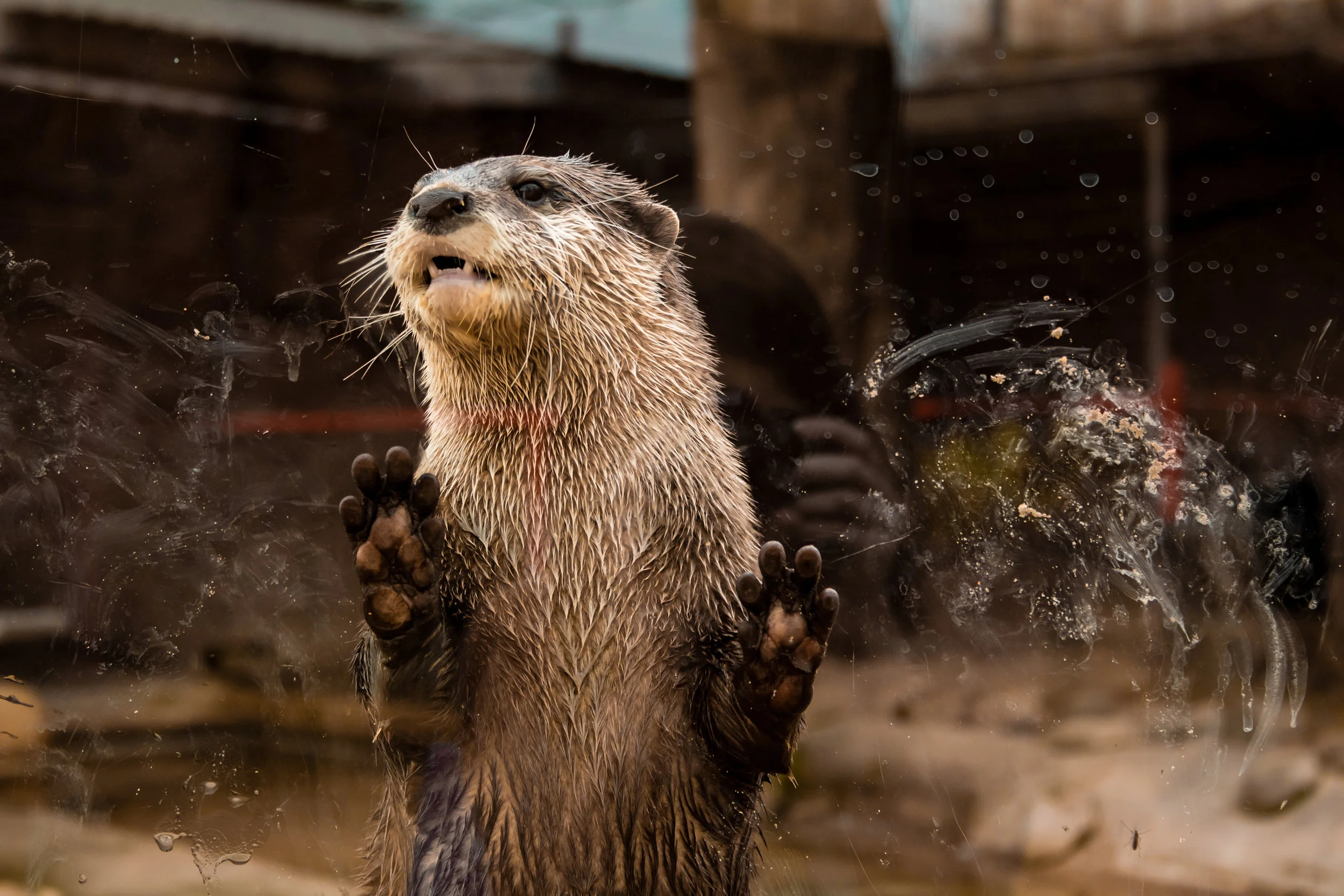 Otter Closeup.jpg