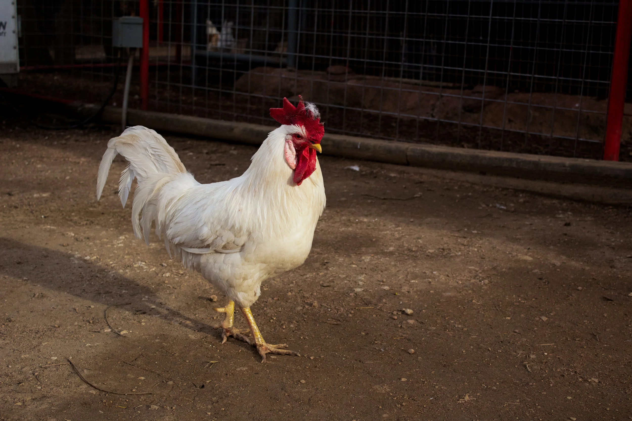 Chicken Walk.jpg
