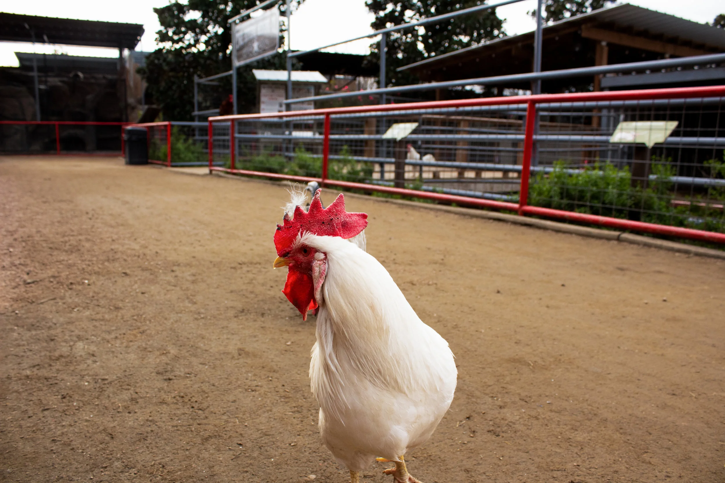 Chicken Side Eye.jpg