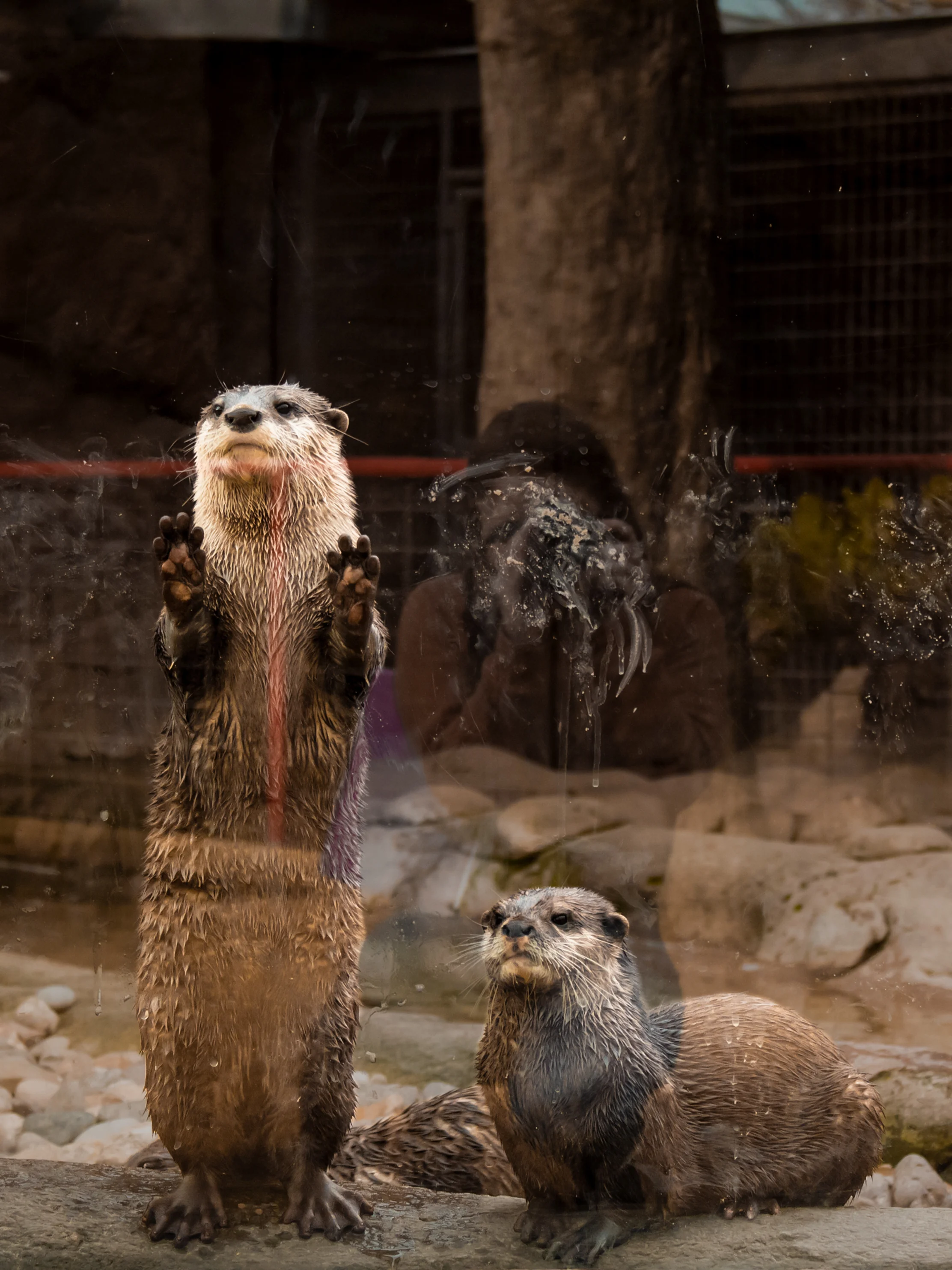 Otters.jpg