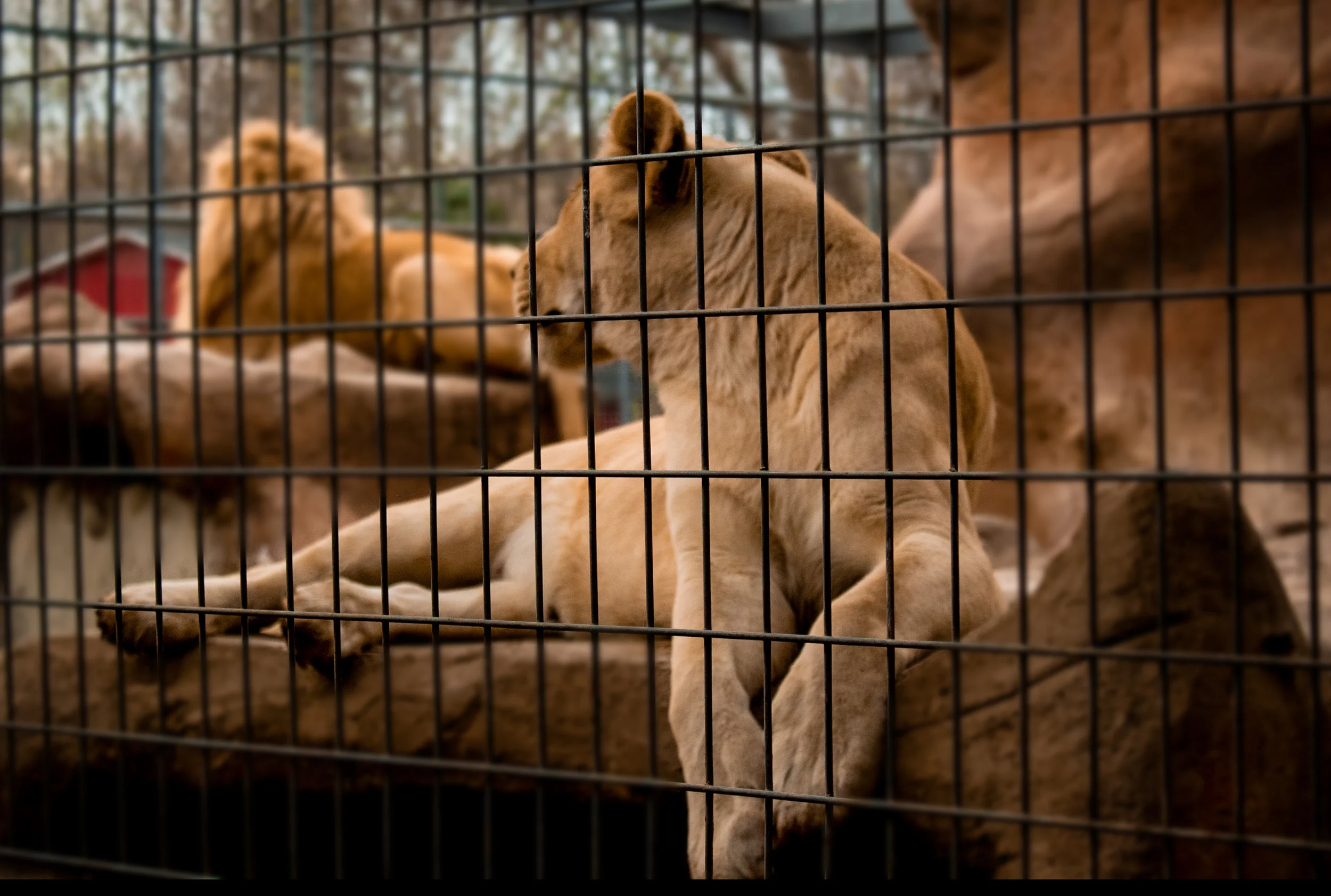 Lions.jpg