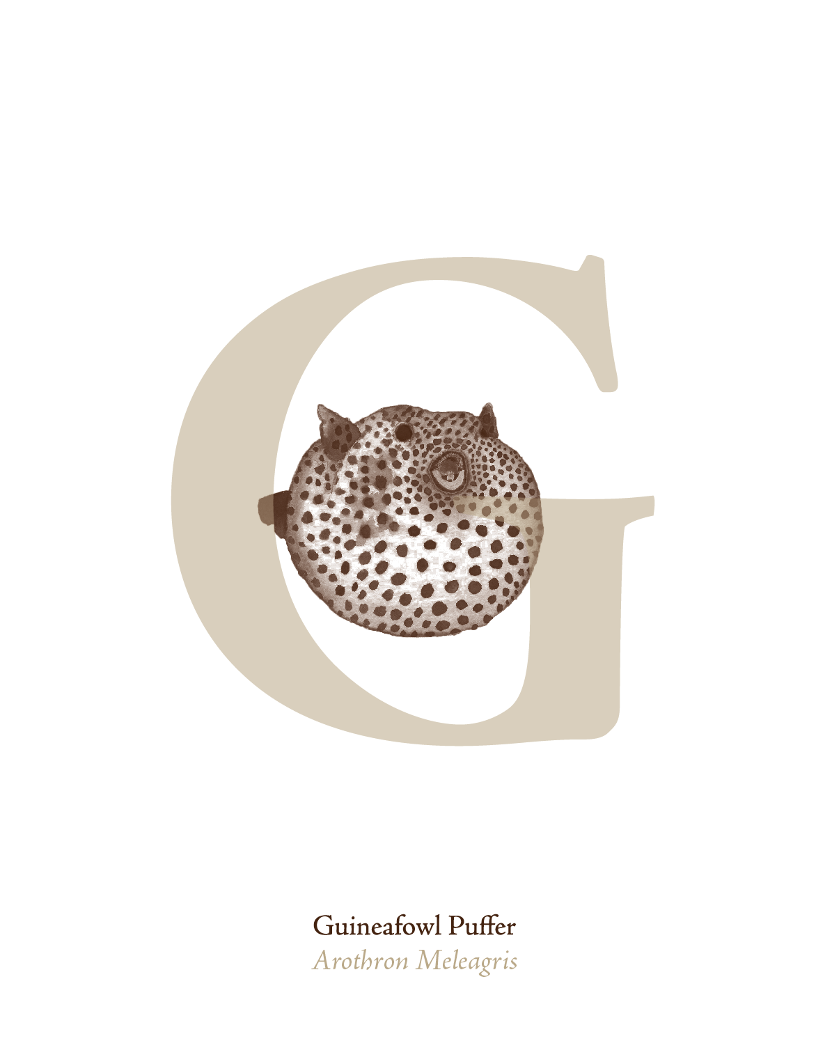 illustrated_sea_creatures-G.png