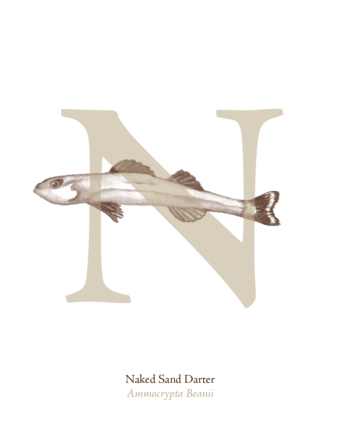 illustrated_sea_creatures-N.png