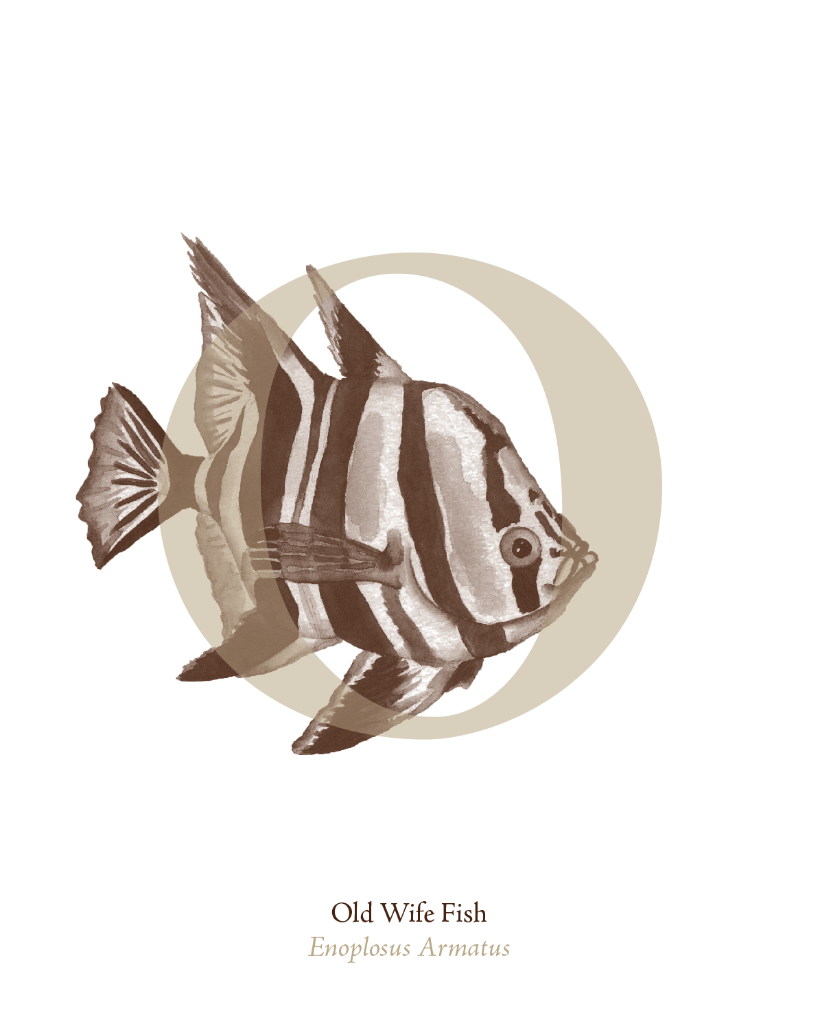 illustrated_sea_creatures-O.png