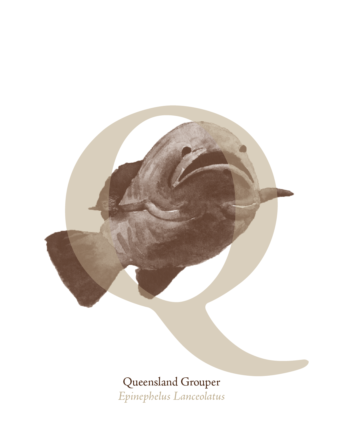 illustrated_sea_creatures-Q.png