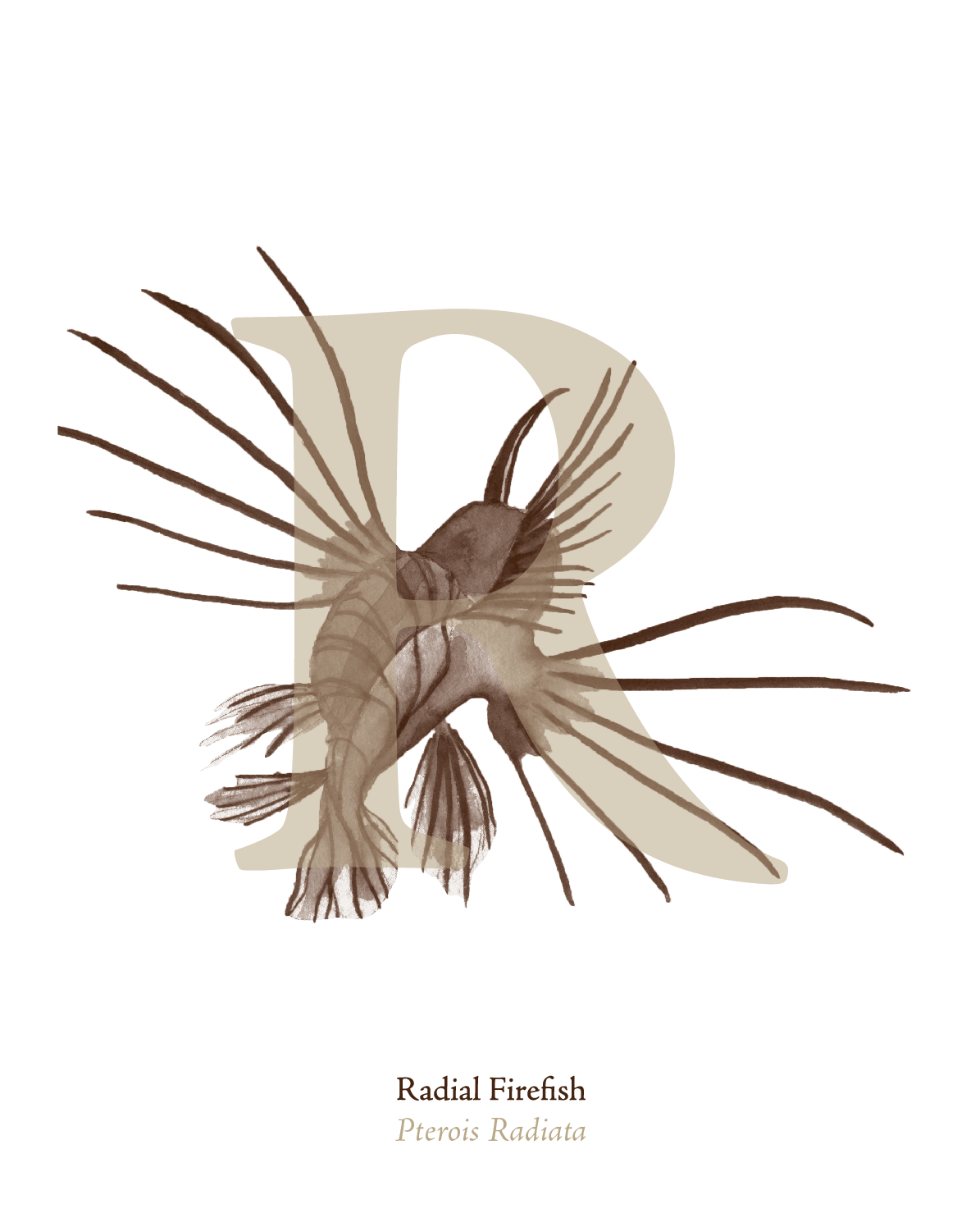 illustrated_sea_creatures-R.png