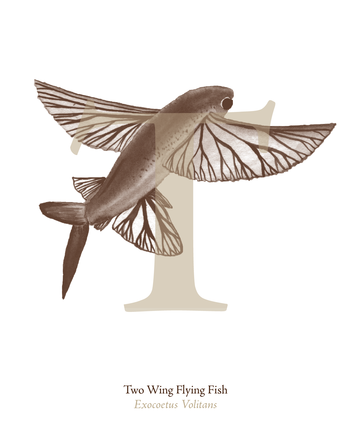 illustrated_sea_creatures-T.png