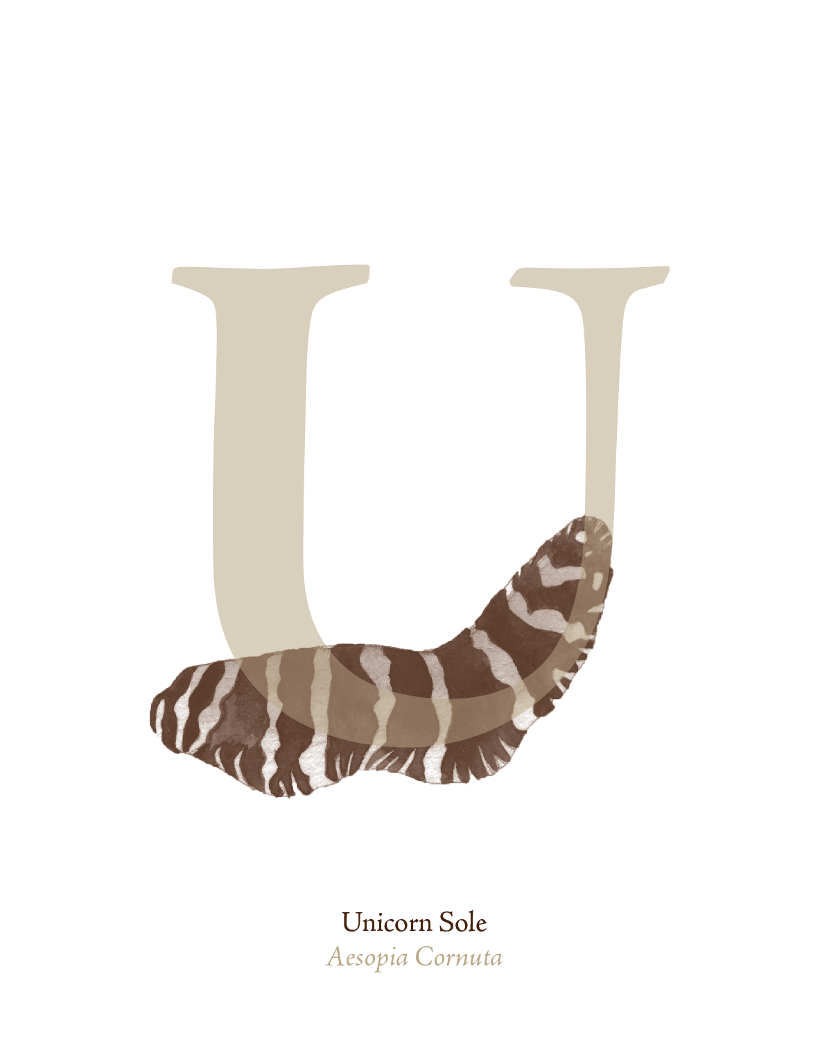 illustrated_sea_creatures-U.png