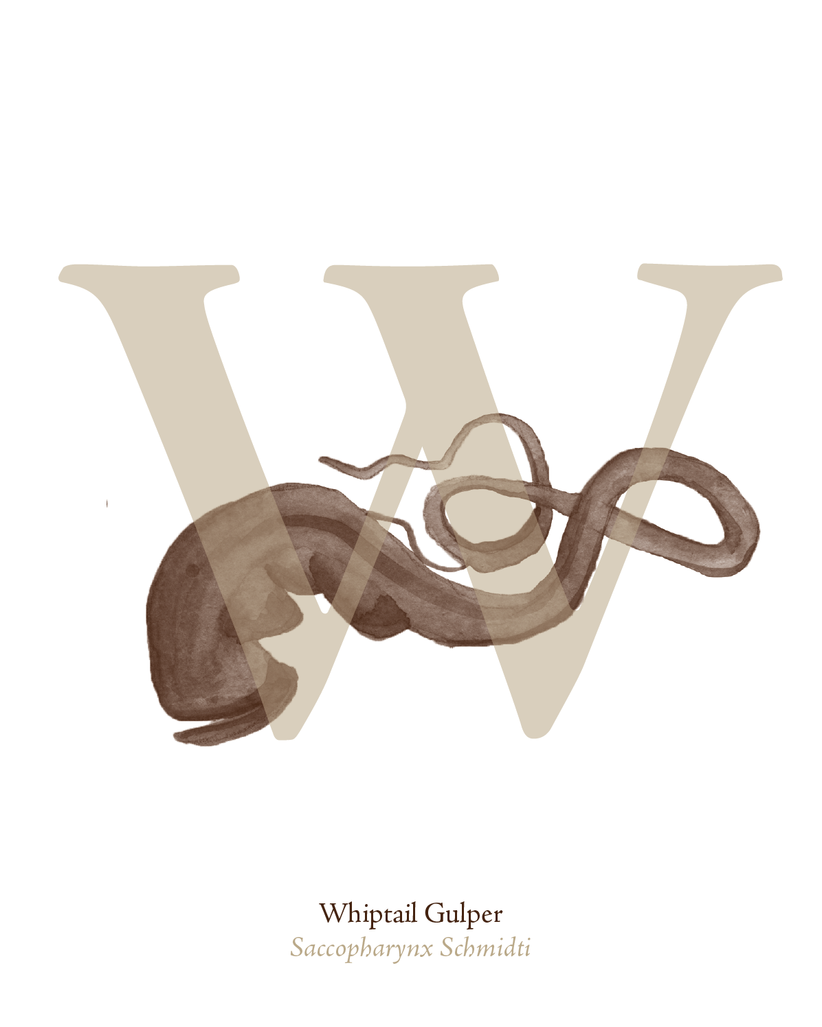 illustrated_sea_creatures-W.png