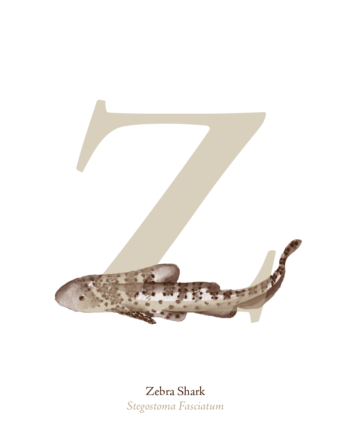 illustrated_sea_creatures-Z.png