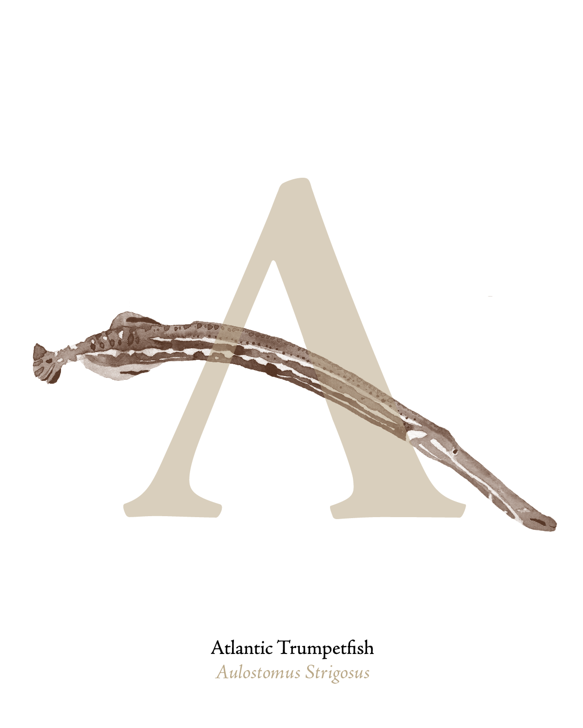 illustrated_sea_creatures-A.png