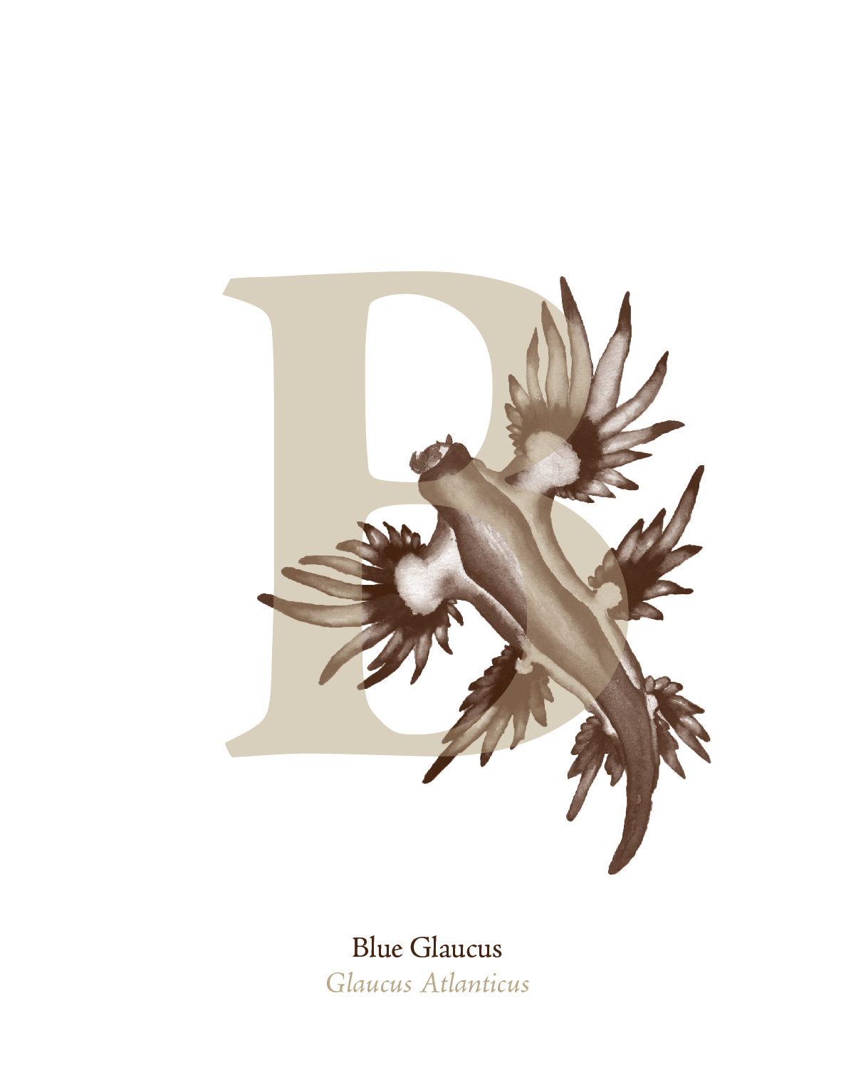 illustrated_sea_creatures-B.png