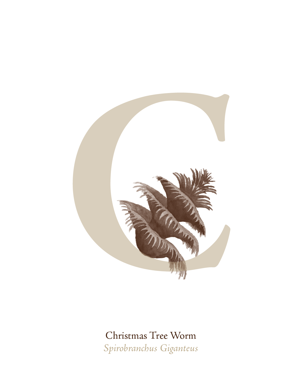 illustrated_sea_creatures-C.png