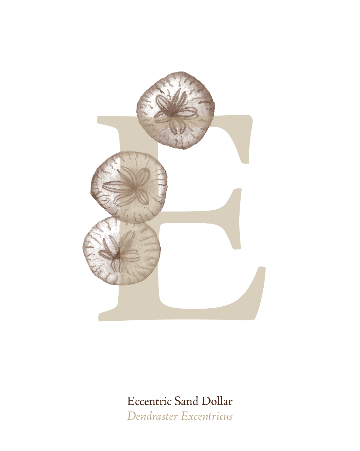 illustrated_sea_creatures-E.png
