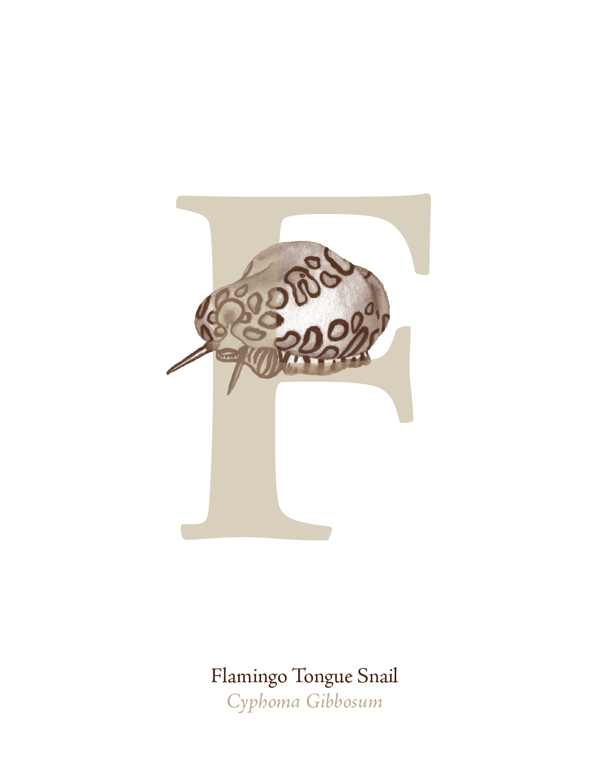 illustrated_sea_creatures-F.png