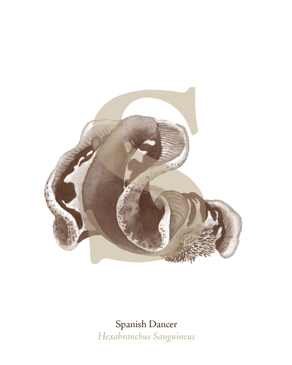 illustrated_sea_creatures-S.png