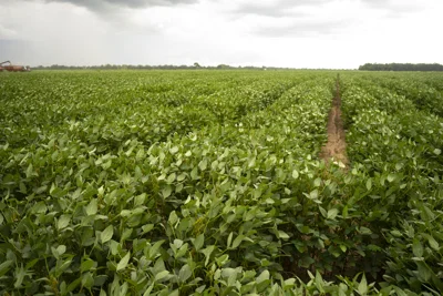 soy-beans-gmga.jpg
