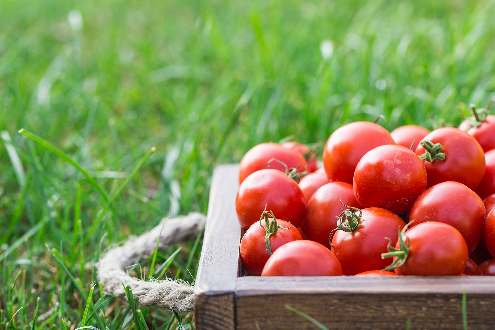 cherry tomatoes.png