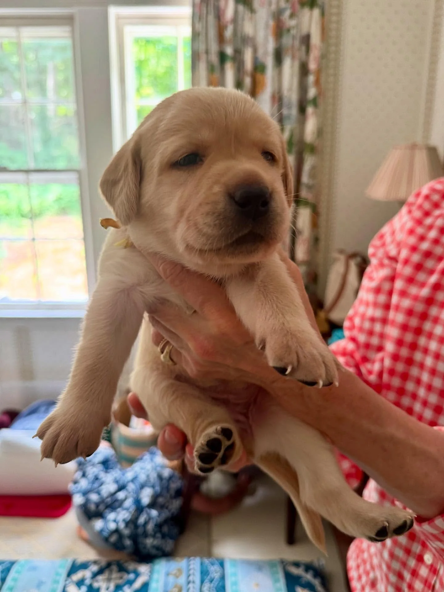 We&rsquo;re in love with @libbycameronllc puppies 💛