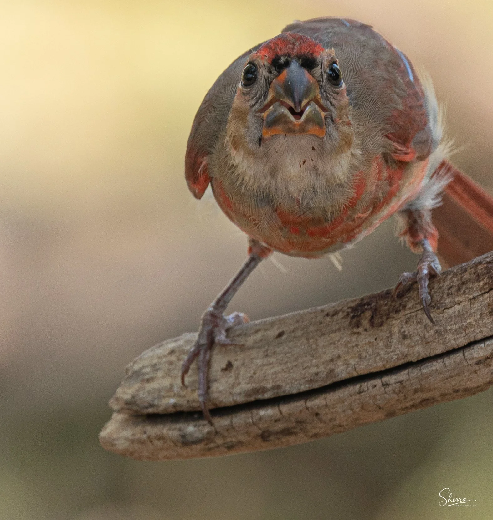 You Lookin' At Me?
